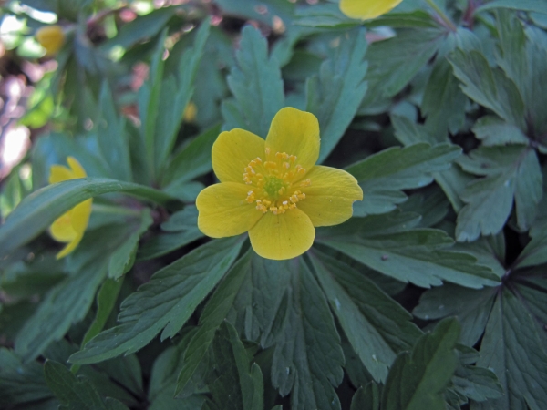 Anemonoides ranunculoides
Yellow Anemone, Yellow Wood Anemone, Buttercup Anemone (Eng) Gele Anemoon (Ned) Gelbes Windröschen (Ger)
Trefwoorden: Plant;Ranunculaceae;Bloem;geel;bosplant;stinzenplant