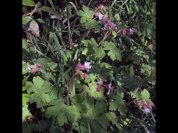 Geranium macrorrhizum
Bigroot Geranium,Italian Geranium, Rock Cranesbill (Eng) Rotsooievaarsbek (Ned) Felsenstorchschnabel (Ger)
Trefwoorden: Plant;Geraniaceae;Bloem;roze;wit