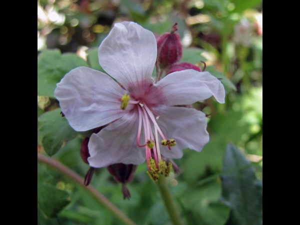 Geranium macrorrhizum
Bigroot Geranium,Italian Geranium, Rock Cranesbill (Eng) Rotsooievaarsbek (Ned) Felsenstorchschnabel (Ger)
Trefwoorden: Plant;Geraniaceae;Bloem;roze;wit