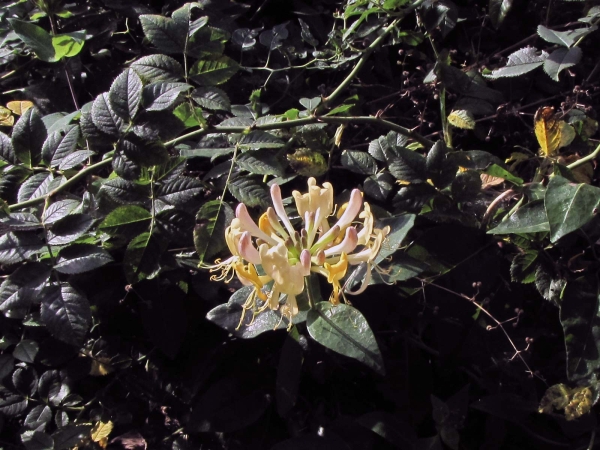 Lonicera periclymenum
Common Honeysuckle (Eng) Wilde Kamperfoelie (Ned) Waldgeißblatt (Ger)
Trefwoorden: Plant;Caprifoliaceae;Bloem;geel;wit