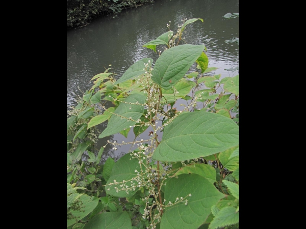 Reynoutria japonica
Japanese knotweed (Eng) Japanse duizendknoop (Ned) Japanischer Staudenknöterich (Ger)
Trefwoorden: Plant;Polygonaceae;Bloem;wit