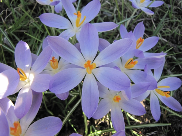 Crocus tommasinianus
Woodland Crocus (Eng) Boerenkrokus (Ned) Elfen-Krokus (Ger)
Trefwoorden: Plant;Iridaceae;Bloem;blauw;wit;Stinzenplant