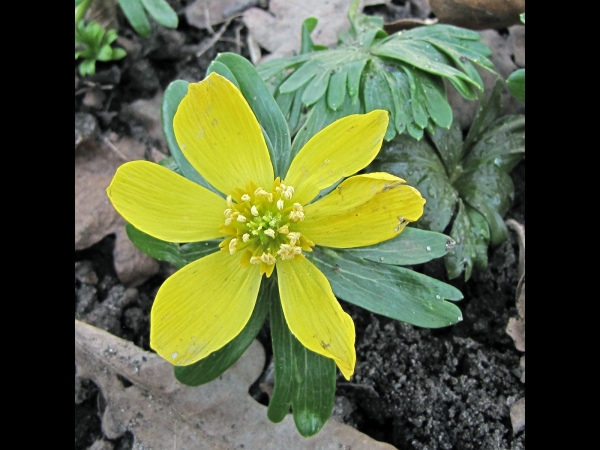 Eranthis hyemalis
Winter Aconite (Eng) Winterakoniet (Ned) Winterling (Ger) 
Trefwoorden: Plant;Ranunculaceae;Bloem;geel;stinzenplant;schaduwplant