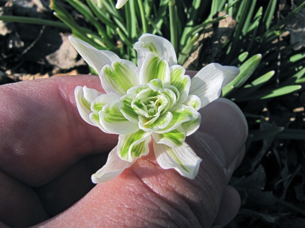 Galanthus nivalis var. Pleniflorus
Snowdrop "Flore Pleno" (Eng) Sneeuwklokje "Flore Pleno" (Ned)
Trefwoorden: Plant;Amaryllidaceae;Bloem;wit;tuinplant