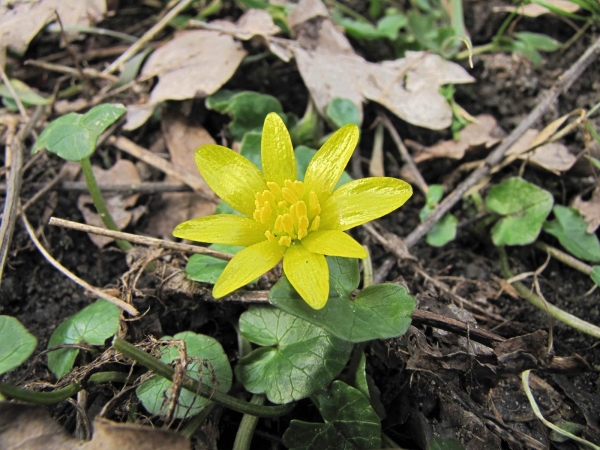 Ranunculus ficaria
Lesser Celandine (Eng) Gewoon Speenkruid (Ned) Scharbockskraut (Ger)
Trefwoorden: Plant;Ranunculaceae;Bloem;geel