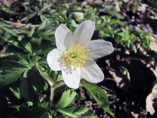 Anemonoides nemorosa
Wood Anemone (Eng) Bosanemoon (Ned) Buschwindröschen (Ger) - white type
Trefwoorden: Plant;Ranunculaceae;Bloem;wit;purper;bosplant;stinzenplant