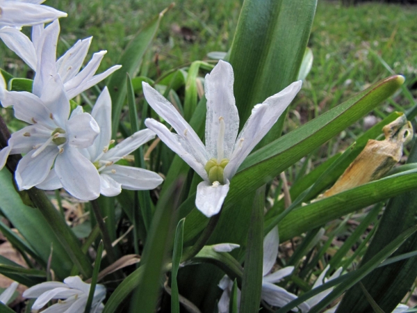 Scilla; S. mischtschenkoana
Misczenko Squill, White Squill (Eng) Streephyacint (Ned) Mischtschenko-Blaustern (Ger)
Trefwoorden: Plant;Asparagaceae;Bloem;wit;stinzenplant;tuinplant