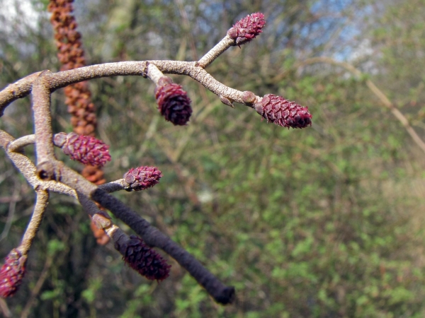 Alnus glutinosa
Common Elder (Eng) Zwarte Els (Ned) Schwarz-Erle (Ger) – female inflorescences
Trefwoorden: Plant;Boom;Betulaceae;Bloem;rood