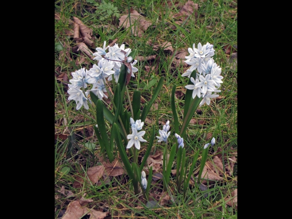 Puschkinia scilloides
Puschkinia, Early Stardrift, Snowdrift (Eng) Saffierhyacinth, Buishyacint (Ned) Puschkinie, Kegelblume (Ger)
Trefwoorden: Plant;Asparagaceae;Bloem;wit;tuinplant