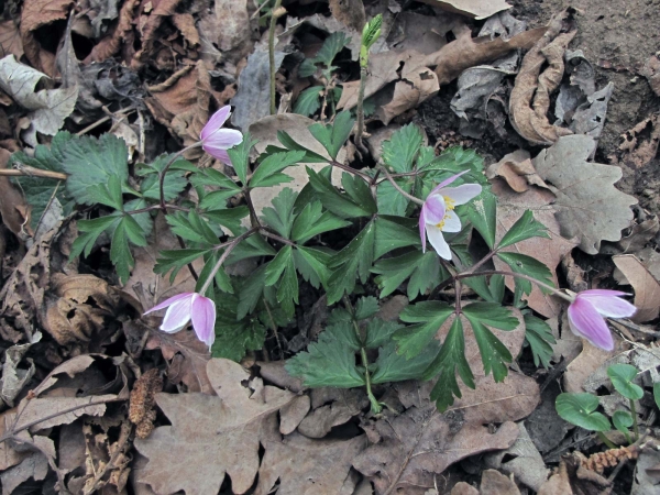 Anemonoides nemorosa
Wood Anemone (Eng) Bosanemoon (Ned) Buschwindröschen (Ger)
Trefwoorden: Plant;Ranunculaceae;Bloem;purper;bosplant;stinzenplant