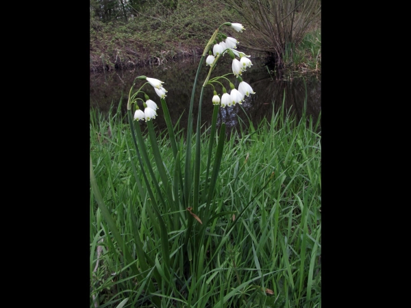 Leucojum aestivum
Summer Snowflake (Eng) Zomerklokje (Ned) Sommer-Knotenblume (Ger)
Trefwoorden: Plant;Amaryllidaceae;Bloem;wit