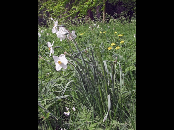 Narcissus poeticus
Poet's Daffodil, Poet's Narcissus (Eng) Witte Narcis (Ned) Weiße Narzisse, Dichter-Narzisse (Ger)
Trefwoorden: Plant;Amaryllidaceae;Bloem;wit;tuinplant