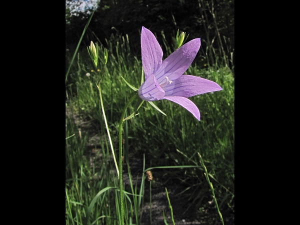 Campanula patula
Spreading Bellflower (Eng) Weideklokje (Ned) Wiesen-Glockenblume (Ger)
Trefwoorden: Plant;Campanulaceae;Bloem;lila