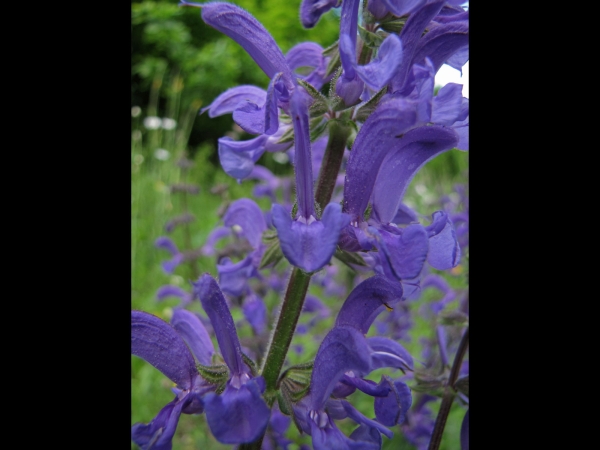 Salvia pratensis
Meadow Clary (Eng) Veldsalie (Ned) Wiesensalbei (Ger) 
Trefwoorden: Plant;Lamiaceae;Bloem;blauw