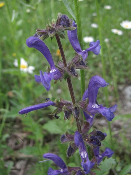 Salvia pratensis
Meadow Clary (Eng) Veldsalie (Ned) Wiesensalbei (Ger) 
Trefwoorden: Plant;Lamiaceae;Bloem;blauw