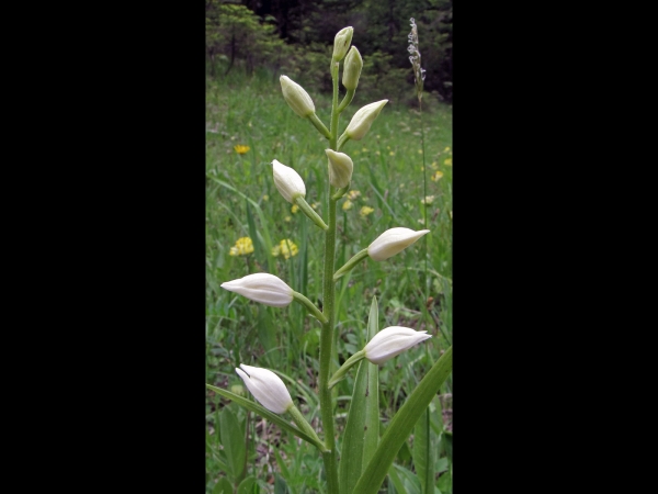 Cephalanthera longifolia
Narrow-leaved Helleborine (Eng) Wit Bosvogeltje (Ned) Langblättriges Waldvöglein (Ger)
Trefwoorden: Plant;Orchidaceae;Bloem;wit