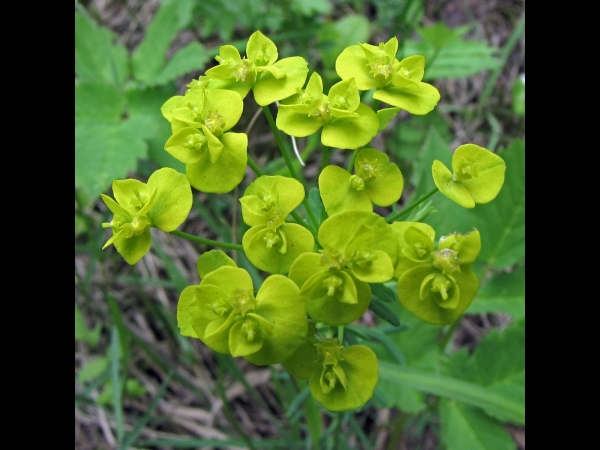 Euphorbia cyparissias
Cypress Spurge (Eng) Cipreswolfsmelk (Ned) Zypressen-Wolfsmilch (Ger)
Trefwoorden: Plant;Euphorbiaceae;Bloem;groen