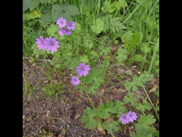 Geranium pyrenaicum
Hedgerow Crane's-bill (Eng) Bermooievaarsbek (Ned) Pyrenäen-Storchschnabel (Ger)
Trefwoorden: Plant;Geraniaceae;Bloem;roze