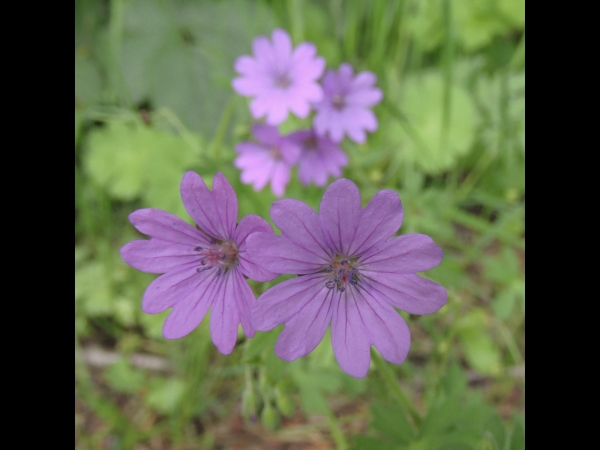 Geranium pyrenaicum
Hedgerow Crane's-bill (Eng) Bermooievaarsbek (Ned) Bergstorchschnabel (Ger)
Trefwoorden: Plant;Geraniaceae;Bloem;roze