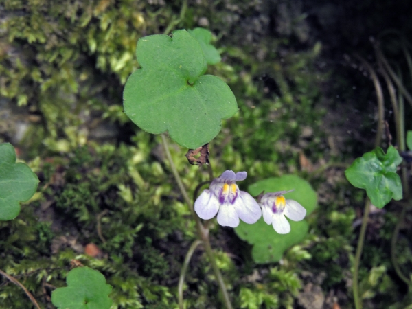 Cymbalaria muralis
Ivy-leaved Toadflax (Eng) Muurleeuwenbek (Ned) Zimbelkraut (Ger)
Trefwoorden: Plant;Plantaginaceae;Bloem;wit