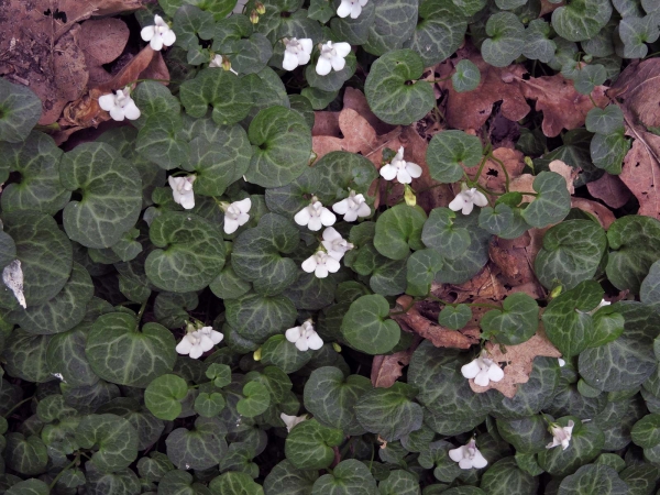 Cymbalaria hepaticifolia
Corsican Toadflax (Eng) Corsicaanse Muurlewenbek (Ned) Korsisches Zimbelkraut (Ger)
Trefwoorden: Plant;Plantaginaceae;Bloem;wit;tuinplant