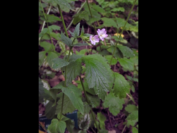 Epilobium; E. montanum
Broad-leaved Willowherb (Eng) Bergbasterdwederik (Ned) Berg-Weidenröschen (Ger)
Trefwoorden: Plant;Onagraceae;Bloem;roze
