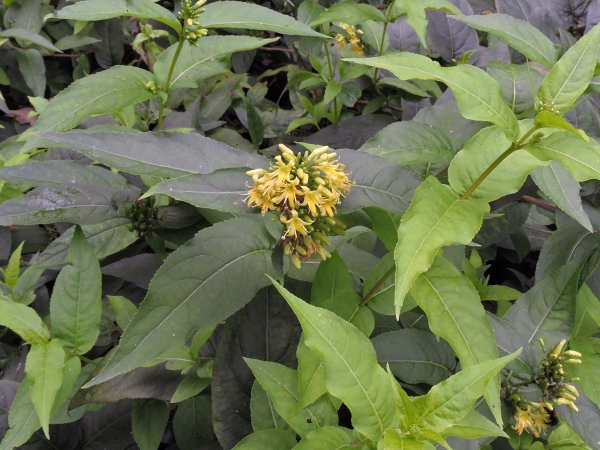 Diervilla sessilifolia
Southern Bush Honeysuckle (Eng) Amerikaanse weigelia (Ned) Amerikanische Weigelie (Ger)
Trefwoorden: Plant;struik;Caprifoliaceae;Bloem;geel;tuinplant