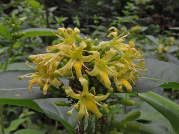 Diervilla sessilifolia
Southern Bush Honeysuckle (Eng) Amerikaanse weigelia (Ned) Amerikanische Weigelie (Ger)
Trefwoorden: Plant;struik;Caprifoliaceae;Bloem;geel;tuinplant