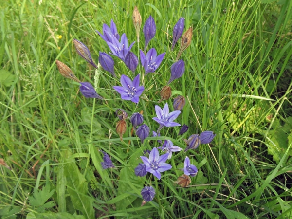 Triteleia; T. laxa
Common Triteleia, Ithuriel's Spear (Eng) Blaue Triteleie (Ger)
Trefwoorden: Plant;Asparagaceae;Bloem;blauw;tuinplant