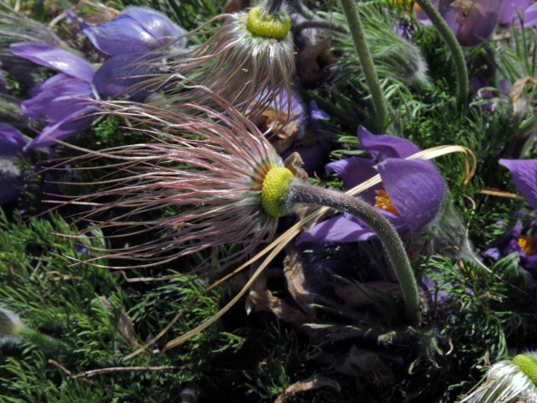 Anemone pulsatilla
Common Pasqueflower (Eng) Wildemanskruid (Ned) Gewöhnliche Kuhschelle (Ger) Backsippa (Sv)
Trefwoorden: Plant;Ranunculaceae;Bloem;blauw;purper