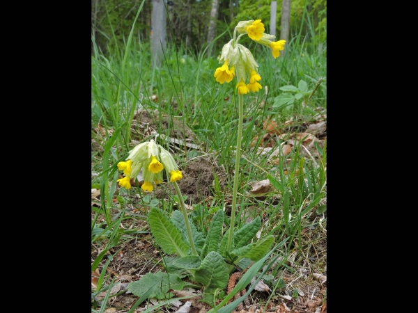 Primula veris
Common Cowslip (Eng) Gulden Sleutelbloem (Ned) Echte Schlüsselblume (Ger) Gullviva (Sv)
Trefwoorden: Plant;Primulaceae;Bloem;geel