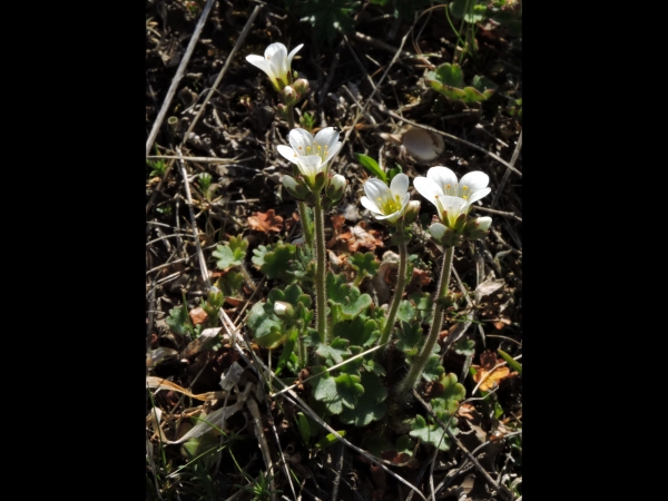 Saxifraga granulata
Meadow Saxifrage (Eng) Knolsteenbreek (Ned) Knöllchen-Steinbrech (Ger) Mandelblomma (Sv)
Trefwoorden: Plant;Saxifragaceae;Bloem;wit
