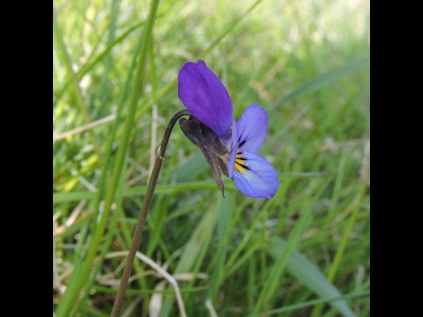 Viola tricolor
Wild Pansy (Eng) Driekleurig Viooltje (Ned) Wildes Stiefmütterchen (Ger) Styvmorsviol (Sv) 
Trefwoorden: Plant;Violaceae;Bloem;blauw
