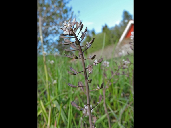 Thlaspi caerulescens
Alpine Pennycress (Eng) Bos/Zinkboerenkers (Ned) Gebirgs-Hellerkraut (Ger) Backskärvfrö (Sv)
Trefwoorden: Plant;Brassicaceae;Bloem;wit