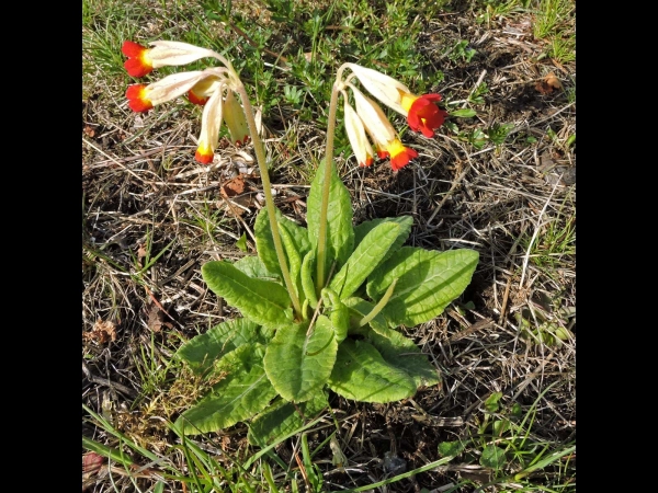 Primula veris
Common Cowslip (Eng) Gulden Sleutelbloem (Ned) Echte Schlüsselblume (Ger) Gullviva (Sv) - Red variant
Trefwoorden: Plant;Primulaceae;Bloem;geel;rood