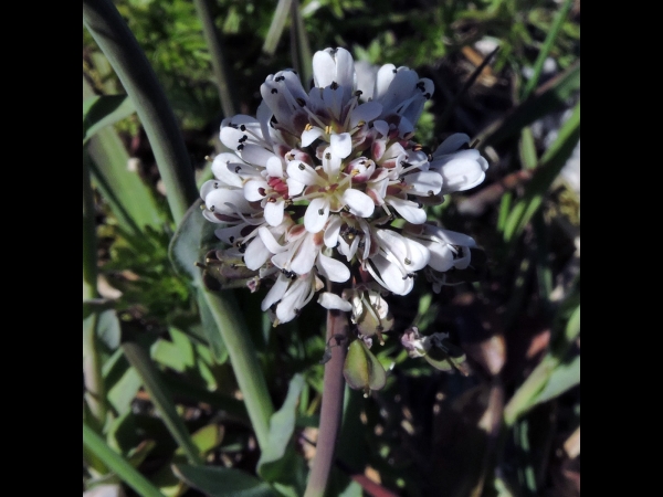 Thlaspi caerulescens
Alpine Pennycress (Eng) Bos/Zinkboerenkers (Ned) Gebirgs-Hellerkraut (Ger) Backskärvfrö (Sv)
Trefwoorden: Plant;Brassicaceae;Bloem;wit