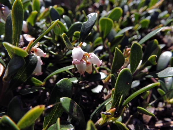 Arctostaphylos uva-ursi
Bearberry (Eng) Berendruif (Ned) Echte Bärentraube (Ger) Mjölon (Sv)
Trefwoorden: Plant;struik;Ericaceae;Bloem;wit;roze