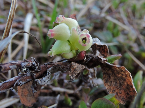 Arctous alpina
Alpine Bearberry (Eng) Alpen-Bärentraube (Ger) Ripbär (Sv)
Trefwoorden: Plant;struik;Ericaceae;Bloem;groen