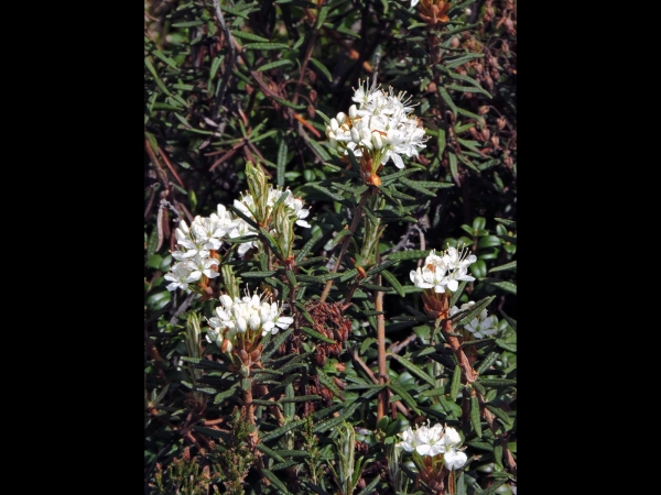 Rhododendron tomentosum
Marsh Labrador Tea (Eng) Moerasrozemarijn (Ned) Sumpfporst (Ger) Skvattram (Sv)
Trefwoorden: Plant;struik;Ericaceae;Bloem;wit