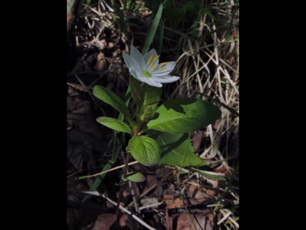 Lysimachia europaea
Chickweed-wintergreen, Arctic Starflower (Eng) Zevenster (Ned) Siebenstern (Ger) Skogsstjärna (Sv)
Trefwoorden: Plant;Primulaceae;Bloem;wit