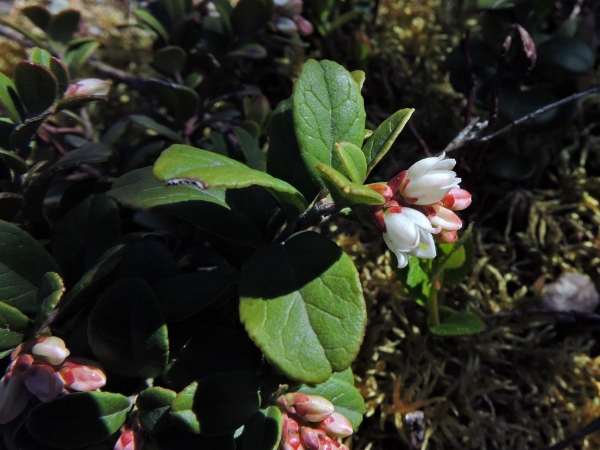 Vaccinium vitis-idaea
Lingonberry, Cowberry (Eng) Rode Bosbes (Ned) Preiselbeere (Ger) Lingon (Sv)
Trefwoorden: Plant;struik;Ericaceae;Bloem;wit