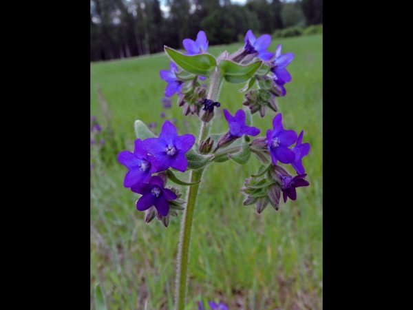 Anchusa officinalis
Common Bugloss (Eng) Gewone Ossentong (Ned) Gemeine Ochsenzunge (Ger)
Trefwoorden: Plant;Boraginaceae;Bloem;blauw