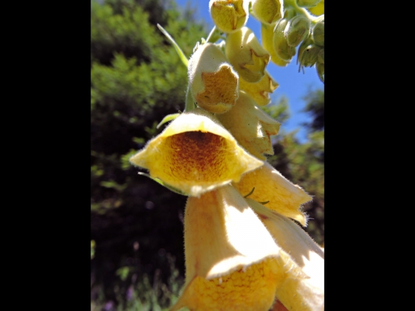 Digitalis grandiflora
Yellow Foxglove (Eng) Grootbloemig Vingerhoedskruid (Ned) Großblütiger Fingerhut (Ger)
Trefwoorden: Plant;Plantaginaceae;Bloem;geel