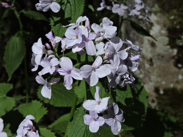Lunaria rediviva
Perennial Honesty (Eng) Wilde Judaspenning (Ned) Ausdauerndes Silberblatt (Ger)
Trefwoorden: Plant;Brassicaceae;Bloem;lila;wit