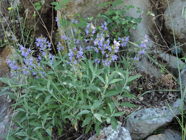 Salvia tomentosa
Balsamic Sage (Eng) Filziger Salbei (Ger)
Trefwoorden: Plant;Lamiaceae;Bloem;blauw