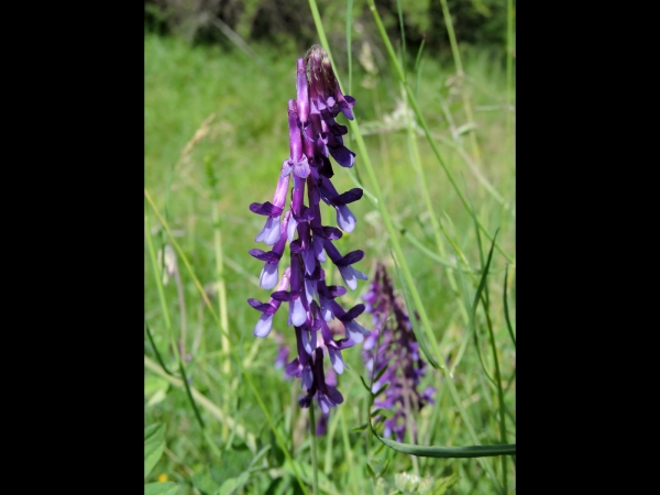 Vicia, V. cracca
Tufted Vetch, Cow Vetch (Eng) Vogelwikke (Ned) Vogel-Wicke (Ger)
Trefwoorden: Plant;Fabaceae;Bloem;blauw;paars