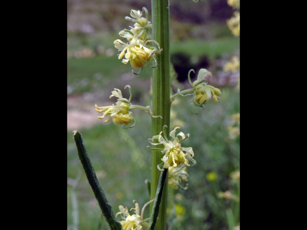 Reseda lutea
Yellow Mignonette (Eng) Wilde Reseda (Ned) Gelbe Wau (Ger)
Trefwoorden: Plant;Resedaceae;Bloem;geel