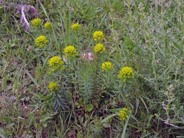 Euphorbia glareosa
Pannonian Spurge (Eng) Pannonisch-Wolfsmilch (Ger)
Trefwoorden: Plant;Euphorbiaceae;Bloem;groen;geel