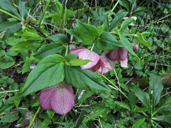 Helleborus orientalis
Lenten Rose (Eng) Lenteroos (Ned) Orientalische Nieswurz (Ger)
Trefwoorden: Plant;Ranunculaceae;Bloem;paars;purper