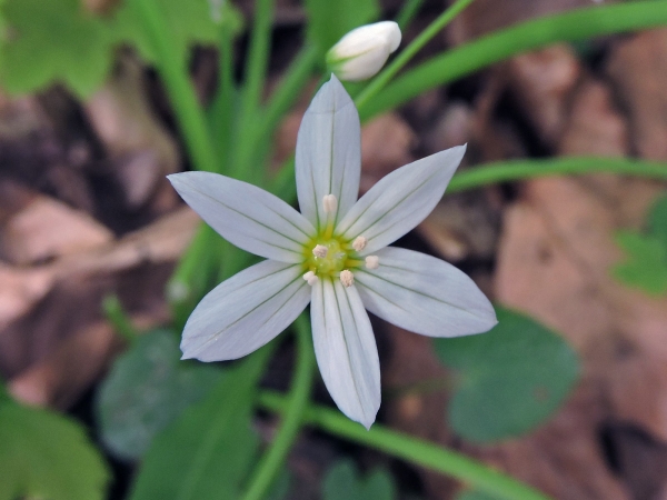 Allium pendulinum
Italian Garlic (Eng) Hangend look (Ned) Hängender Lauch (Ger) 
Trefwoorden: Plant;Amaryllidaceae;Bloem;wit